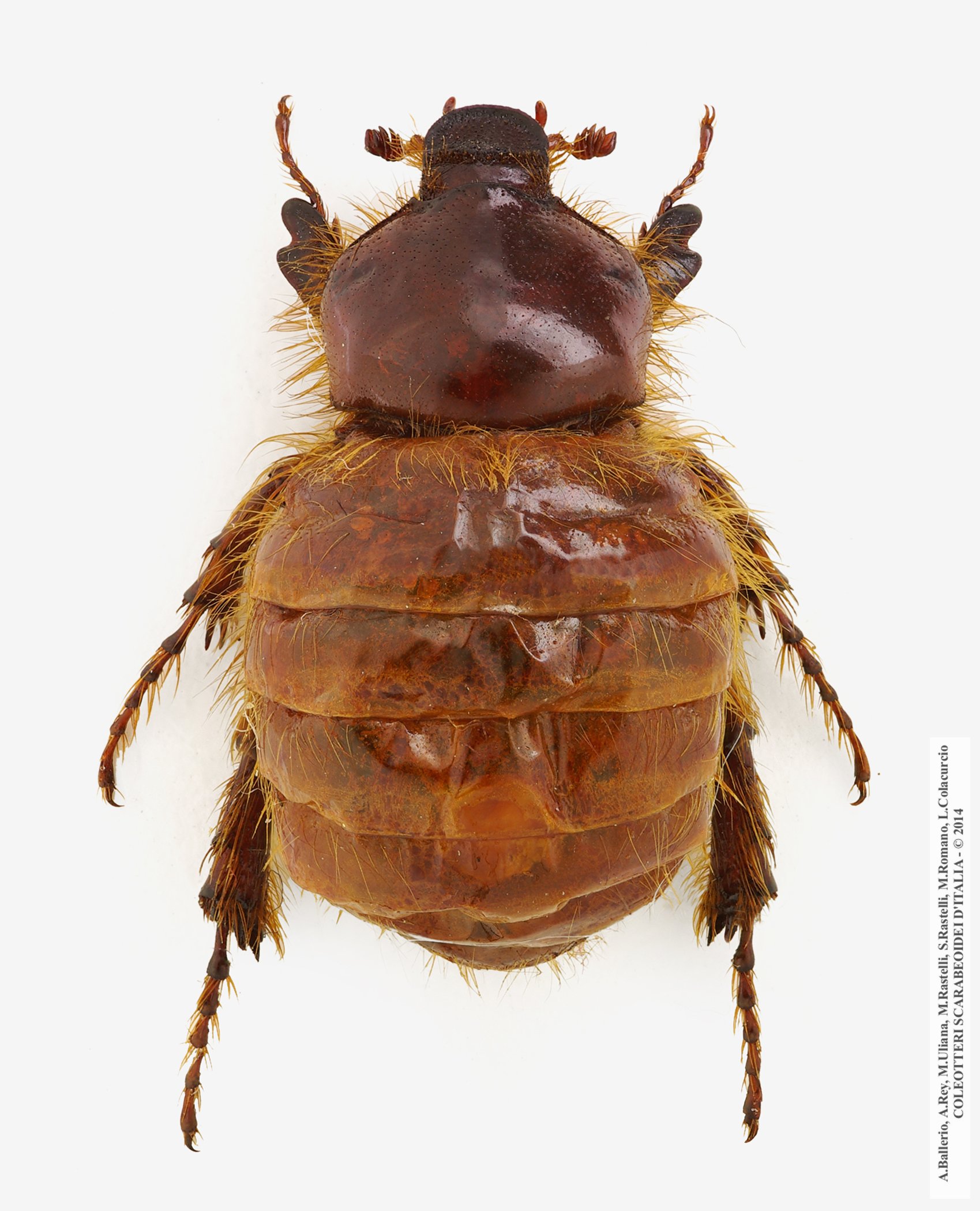 Pachypus candidae, femmina